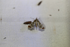 Leucinodes