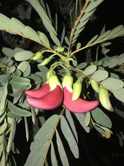 Sesbania grandiflora