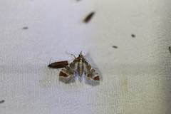 Leucinodes