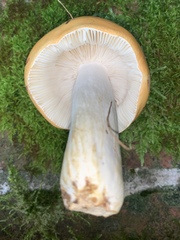 Russula claroflava