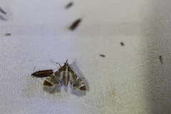 Leucinodes