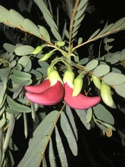 Sesbania grandiflora