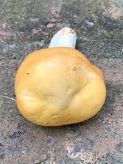 Russula claroflava