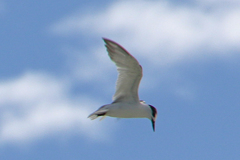 Sternula saundersi