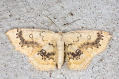 Cyclophora annularia