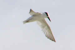 Sternula saundersi