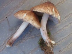Inocybe