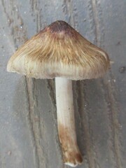 Inocybe