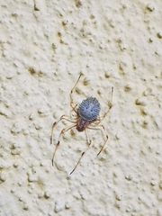 Herennia multipuncta