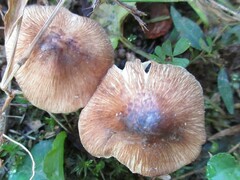 Inocybe