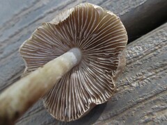 Inocybe