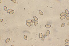 Inocybe