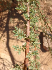 Vachellia tortilis