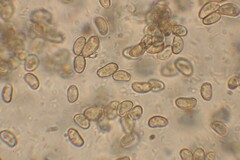 Inocybe