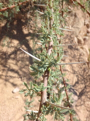 Vachellia tortilis