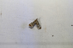 Leucinodes