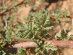 Vachellia tortilis