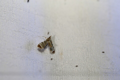 Leucinodes