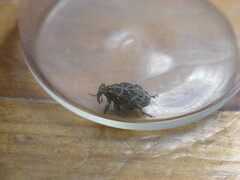 Mogulones geographicus