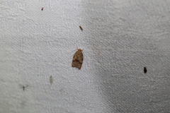 Oligoloba severa