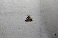 Deuterarcha