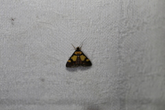 Deuterarcha