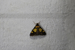 Deuterarcha