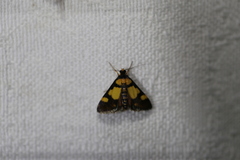 Deuterarcha