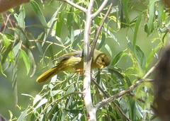 Manorina melanophrys