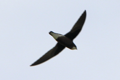 Hirundapus caudacutus