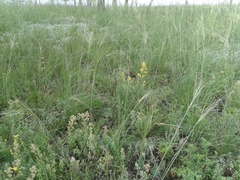 Stipa