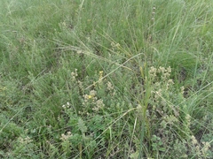 Stipa