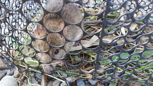 Losea Rat