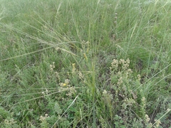 Stipa