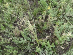 Stipa