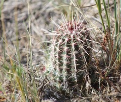 Echinocereus viridiflorus