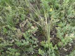 Stipa