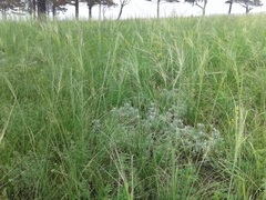 Stipa