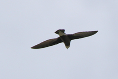 Hirundapus caudacutus