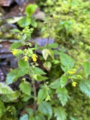 Calceolaria mexicana