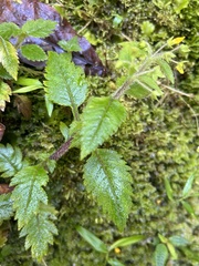 Calceolaria mexicana