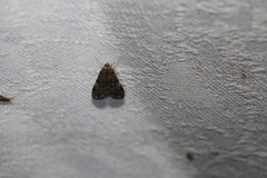 Hygraula nitens