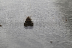 Hygraula nitens