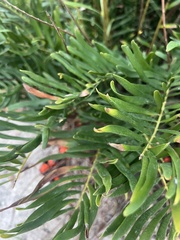 Zamia integrifolia