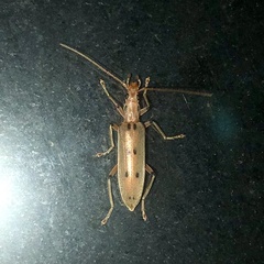 Parisopalpus nigronotatus