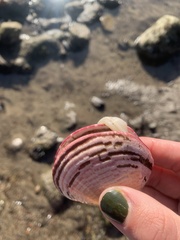 Semele decisa