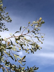 Codonocarpus cotinifolius