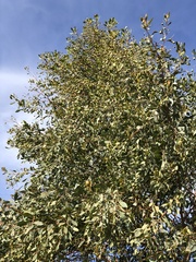 Codonocarpus cotinifolius