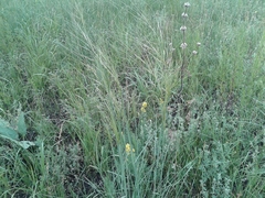 Stipa