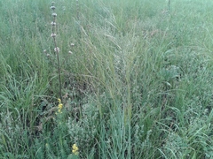 Stipa